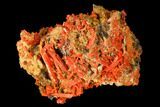 Bright Orange Crocoite Crystal Cluster - Tasmania #171729-2
